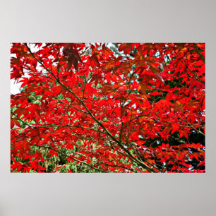 Poster Feuilles rouges