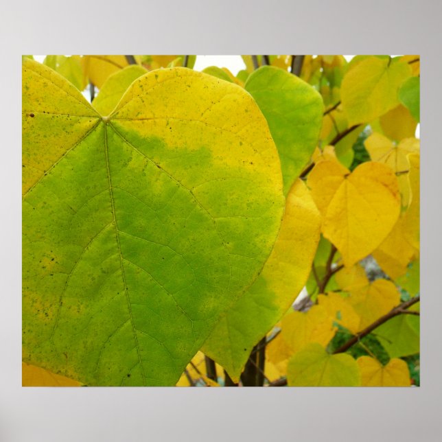 Poster Feuilles rouges jaunes et verts (Devant)