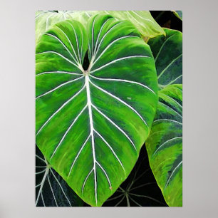 Poster Feuilles tropicaux, Oreilles éléphantes, Vert fonc