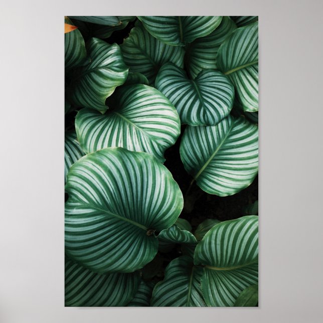 Poster Feuilles verts avec plante à rayures blanches (Devant)