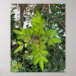 Poster Feuilles verts - Gros plan Nature A3