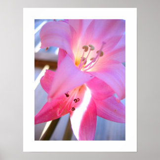 Poster Février rose