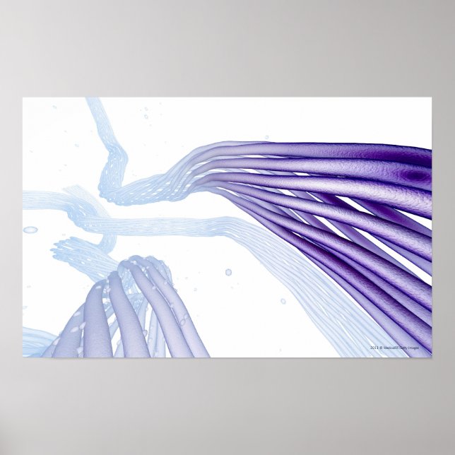 Poster Fibres nerveuses stylisées (Devant)