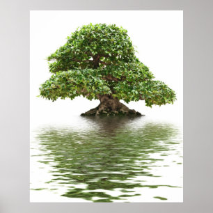 Poster Ficus bonsai