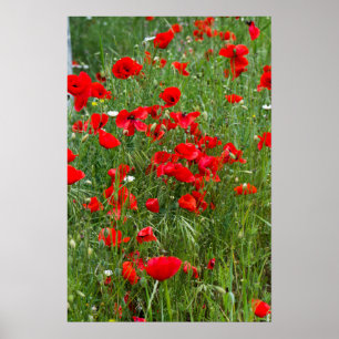 Poster Field of red poppies