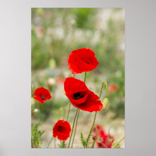 Poster Field of red poppies (Devant)
