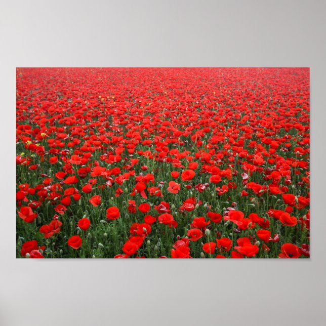 Poster Field of Red Poppies (Devant)