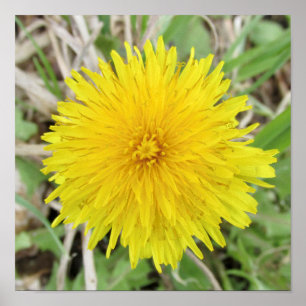 Poster Fier Dandelion Fleur.