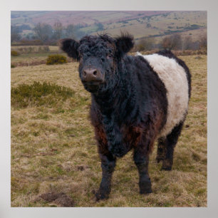Poster Fier debout de la ceinture Galloway sur Dartmoor F