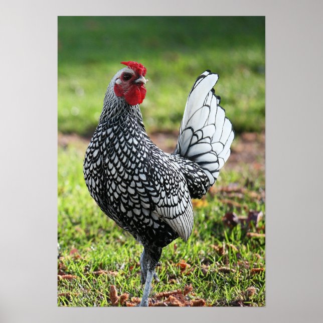 Poster "Fier Petit Coq" (Devant)