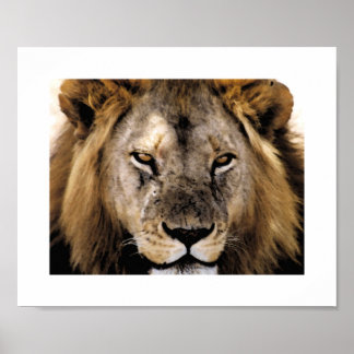 Poster Fier Simba - Serengeti