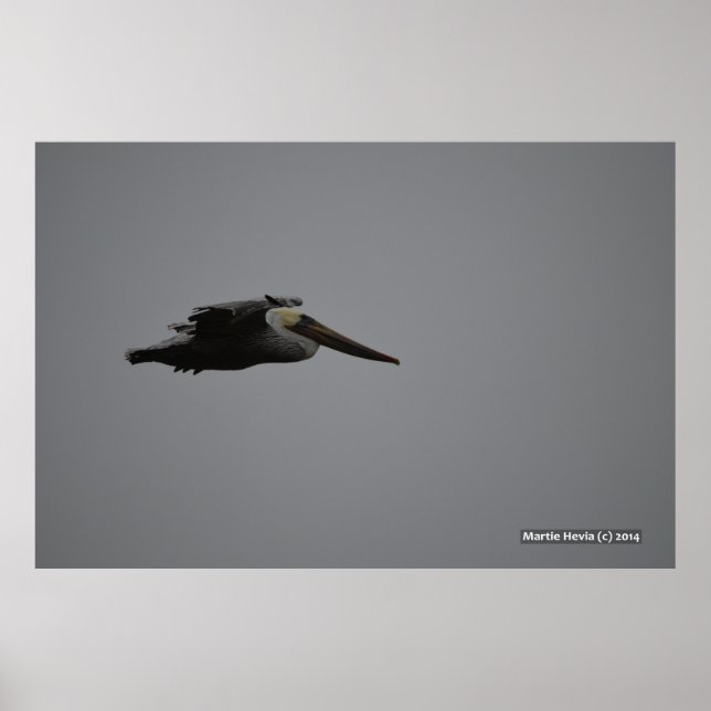 Poster Fierce Pelican III (Devant)