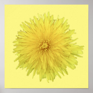 Poster Fière Dandelion Flower - transparent.