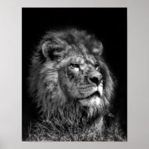 Fière jeune lion