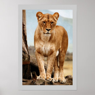 Poster Fière Lionesse