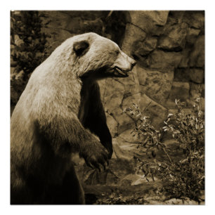 Poster Fière Ours