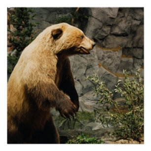 Poster Fière Ours