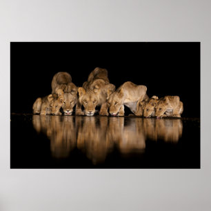 Poster Fierté de lions buvant au point d'eau la nuit