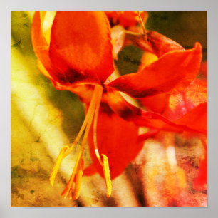 Poster Fiery Orange Daylily Flower Close Up Abstract