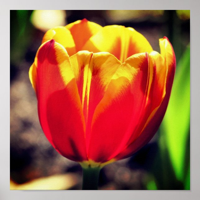 Poster Fiery Orange Jaune Tulip Fleur gros (Devant)