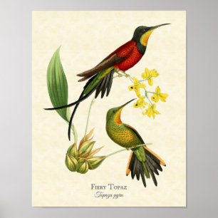 Poster Fiery Topaz Hummingbirds Art Print