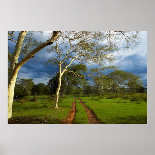 Poster Fièvre (Acacia Xanthophloea) Par Piste (Devant)