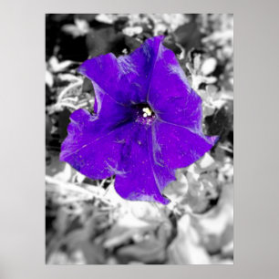 Poster Fièvre pourpre