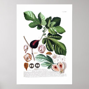 Poster Fig
