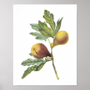 Poster fig(Ficus violacea) par Redouté