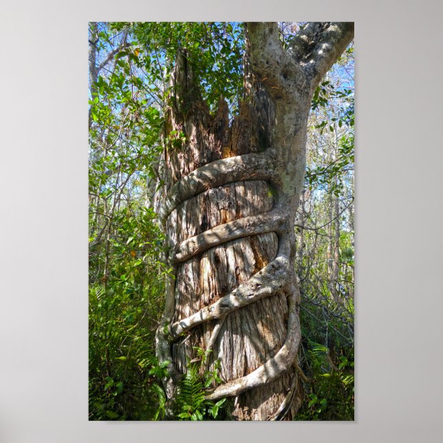 Poster Fig Strangler, Gros marais Cypress, Floride (Devant)
