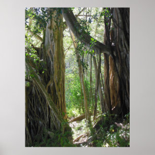 Poster Figuier