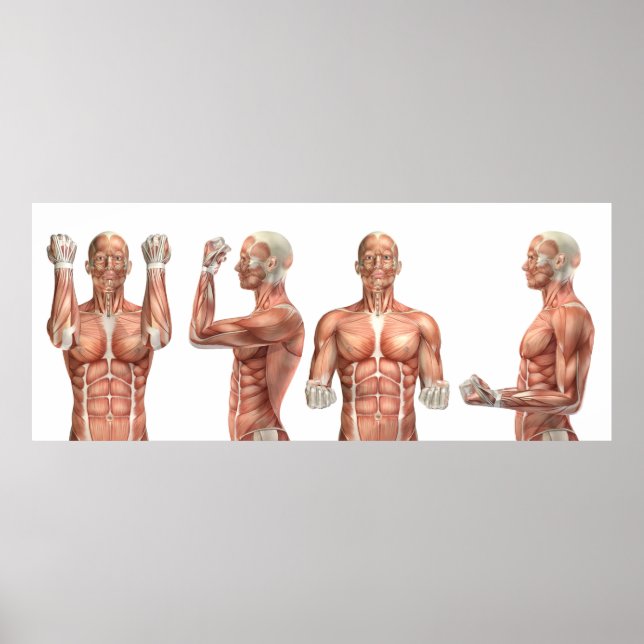 Poster figure médicale montrant flexion du coude et exten (Devant)
