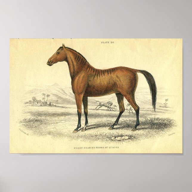 Poster Filet d'impression de cheval vintage (Devant)