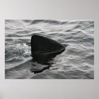 Poster Fin de requin