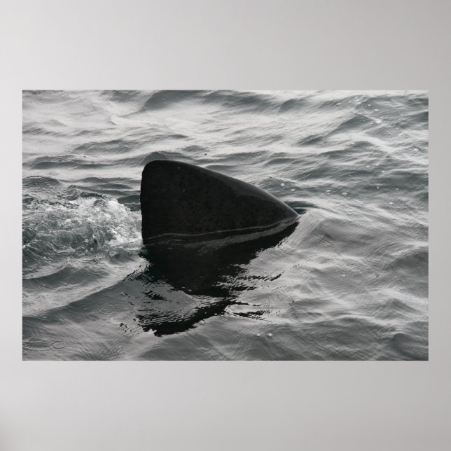 Poster Fin de requin (Devant)