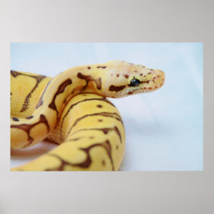 Poster Fin jaune de python de boule