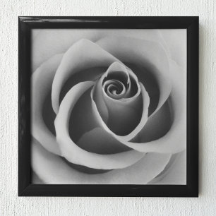 Poster Fin rose de fleur vers le haut de la photographie