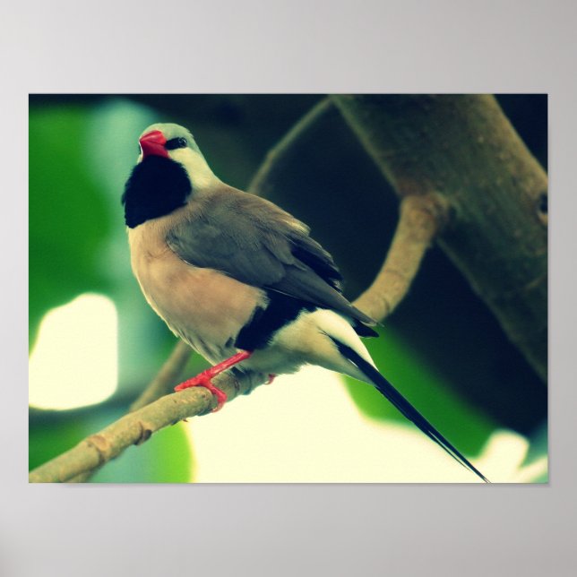 Poster Finch à long queue (Devant)