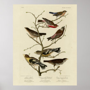 Poster Finch, Bunting, Grosbeak, Audubon Birds of America