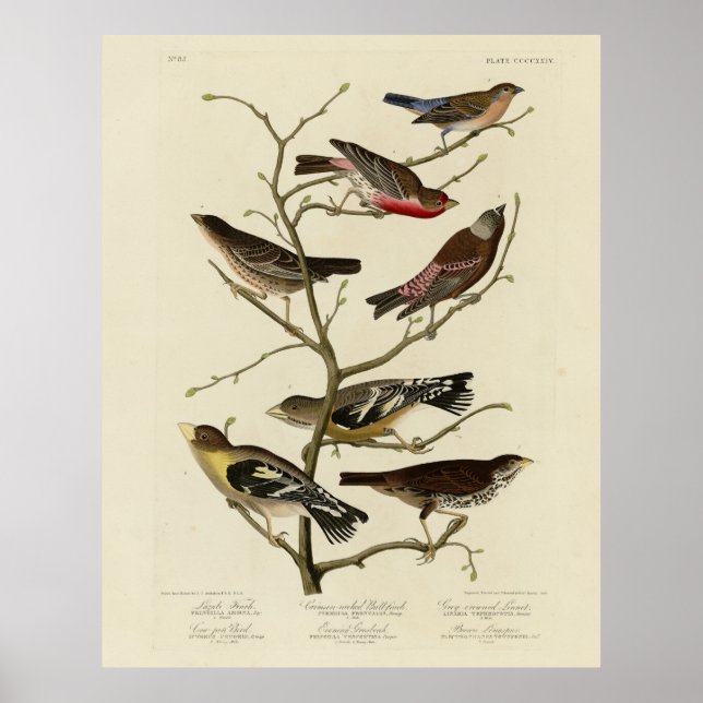 Poster Finch, Bunting, Grosbeak, Audubon Birds of America (Devant)