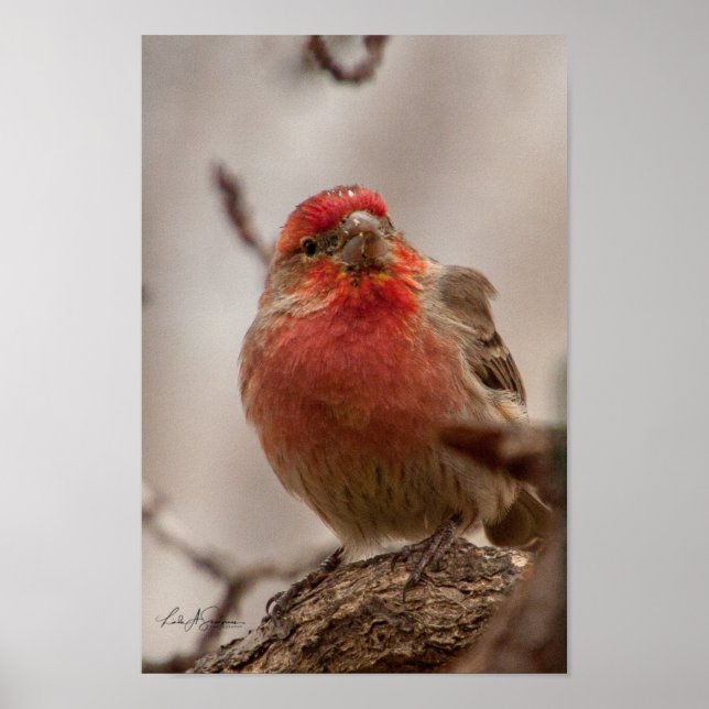 Poster Finch de la maison à tête rouge (Devant)
