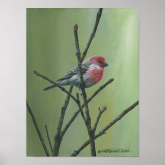 Poster Finch Maison