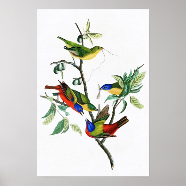 Poster Finch peint John James Audubon Oiseaux d'Amérique (Devant)