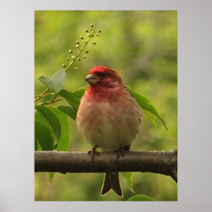 Poster Finch pourpre