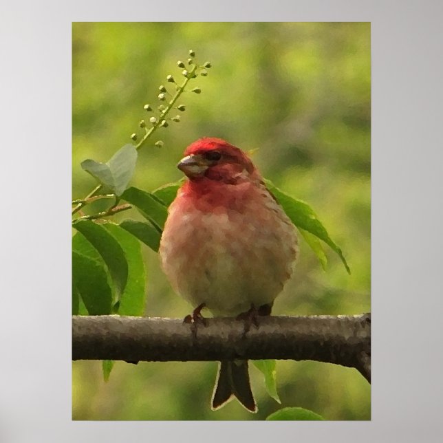 Poster Finch pourpre (Devant)