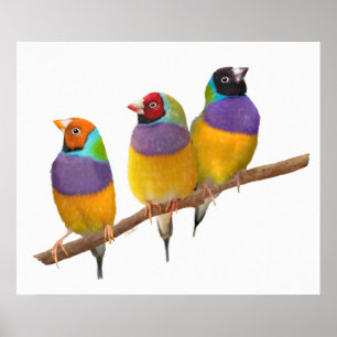 Poster Finches gouldiennes colorées dans les Pastels