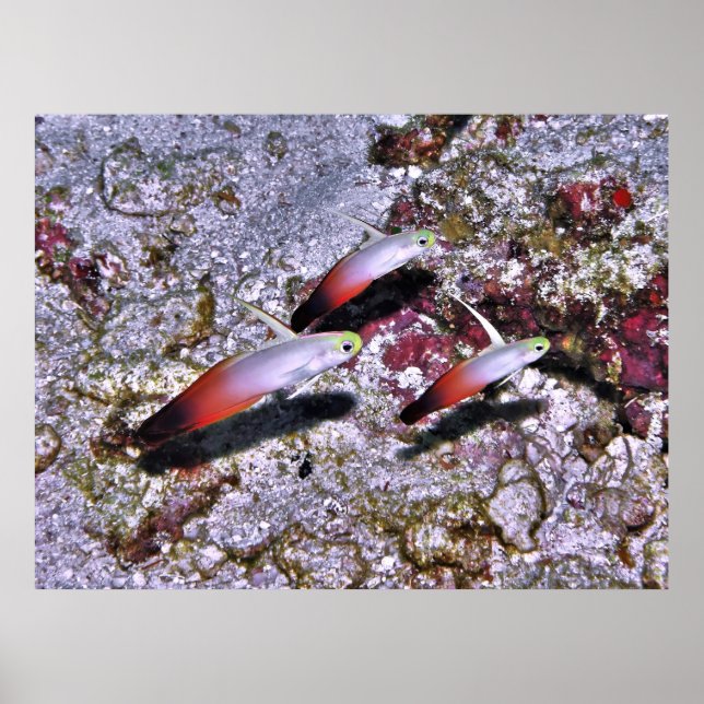 Poster Fire Goby Trio (Devant)
