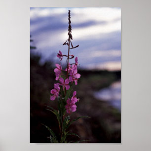 Poster Fireweed