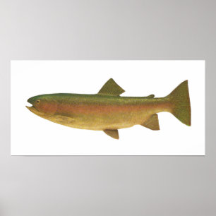 Poster Fish - Rainbow Trout - Salmo gairdnerii