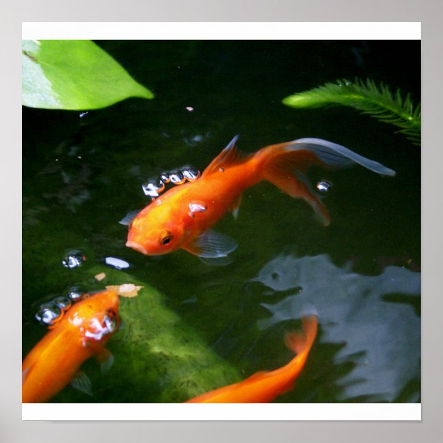 Poster FISH TALES www.debbie-may.fineartamerica.com (Devant)